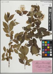 Foto von Salix pentandra L.